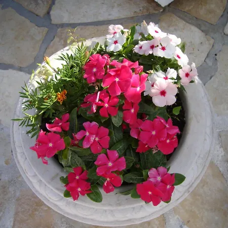Πανσιόν Cosy Near The